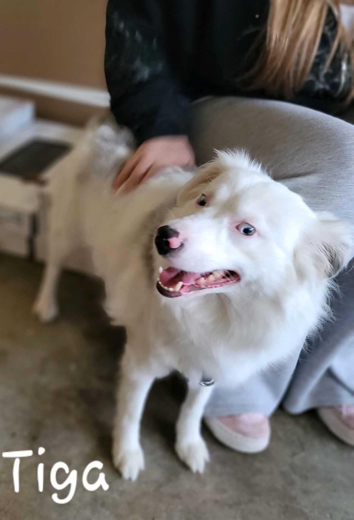 Enlarge Tiga, an adopted Australian Shepherd in Orlando, FL image 3/3