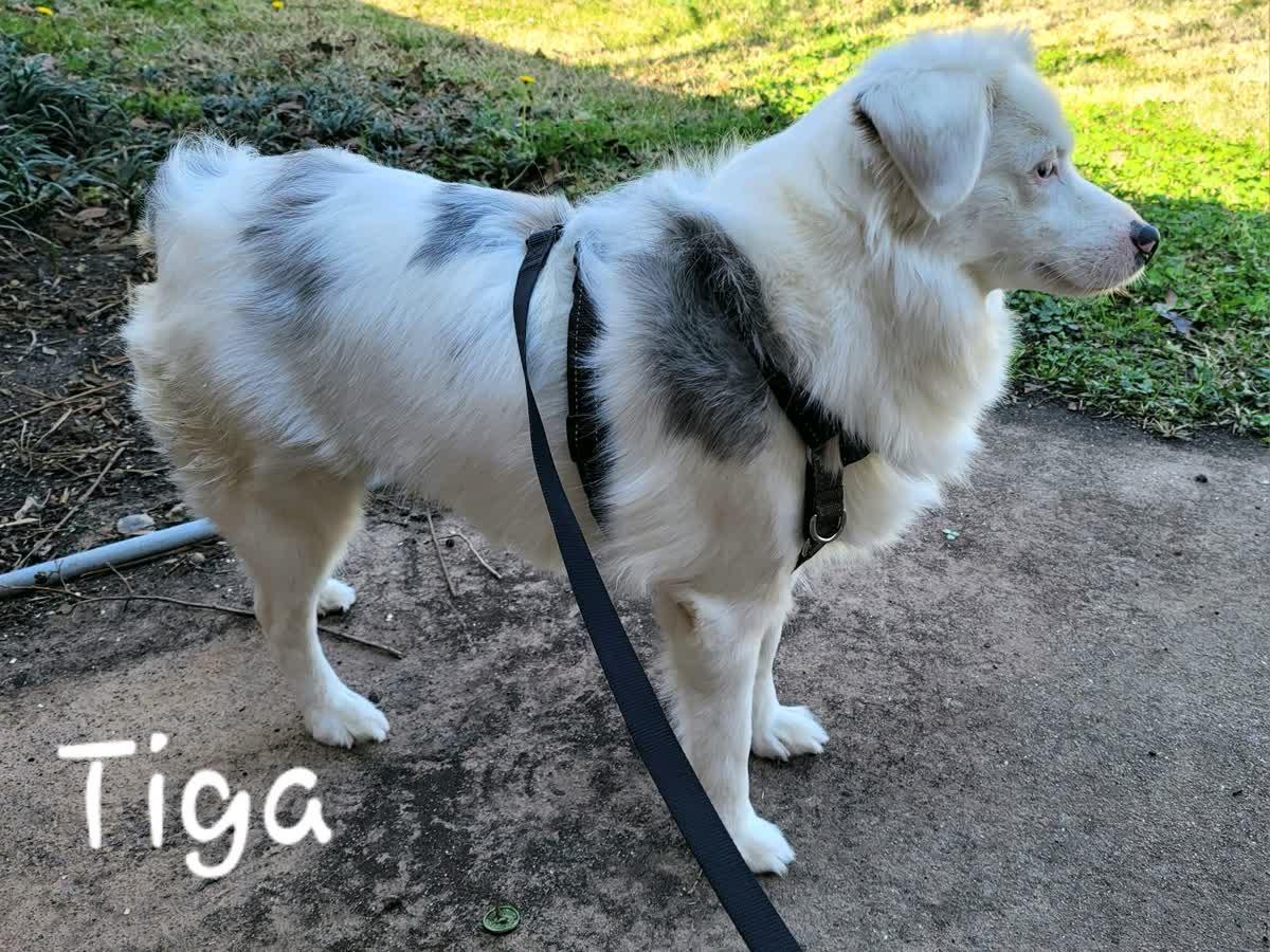 Enlarge Tiga, an adopted Australian Shepherd in Orlando, FL image 2/3