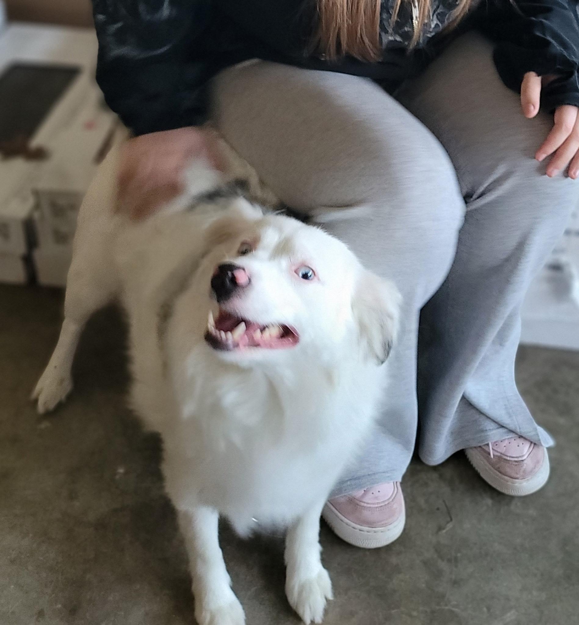 Enlarge Tiga, an adopted Australian Shepherd in Orlando, FL image 1/3