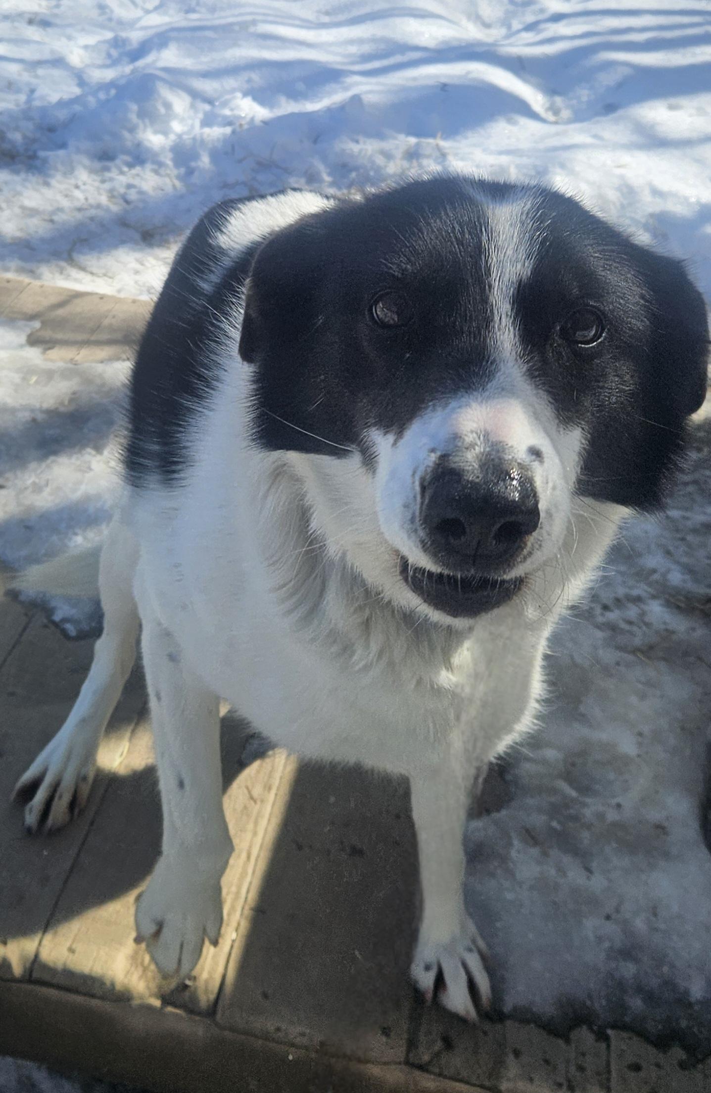Moo, ADOPTABLE, Adult Female Husky.
