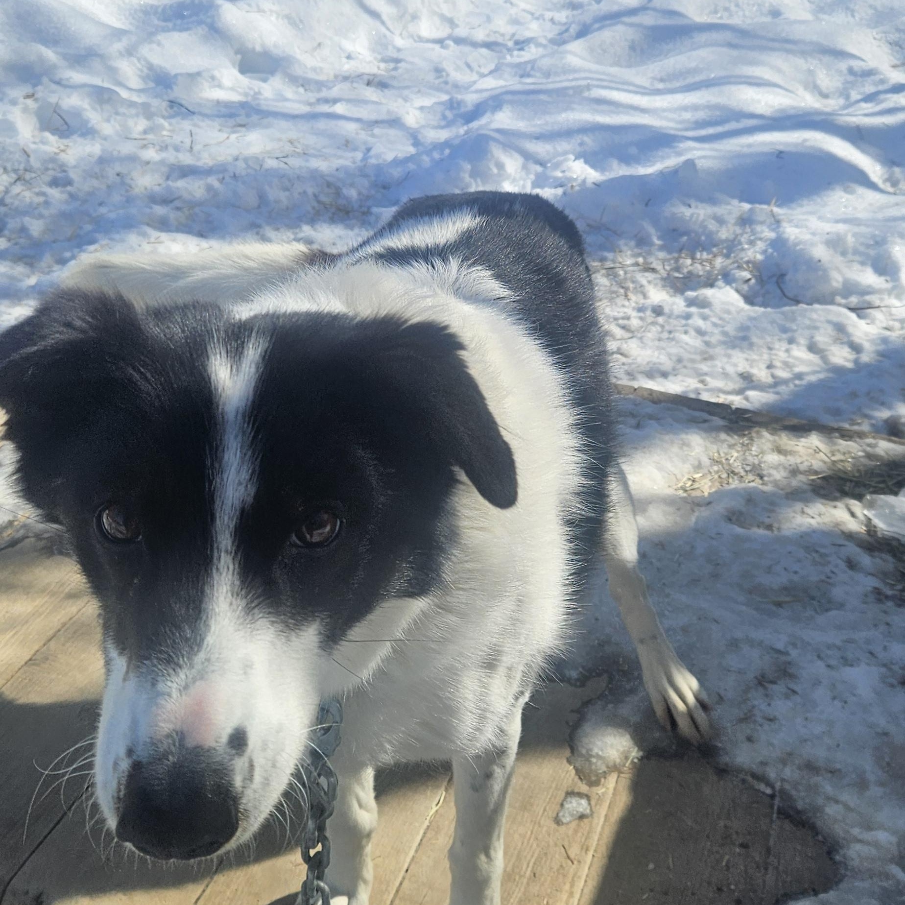 Enlarge Moo, a ADOPTABLE Husky in Jefferson, NH image 3/3