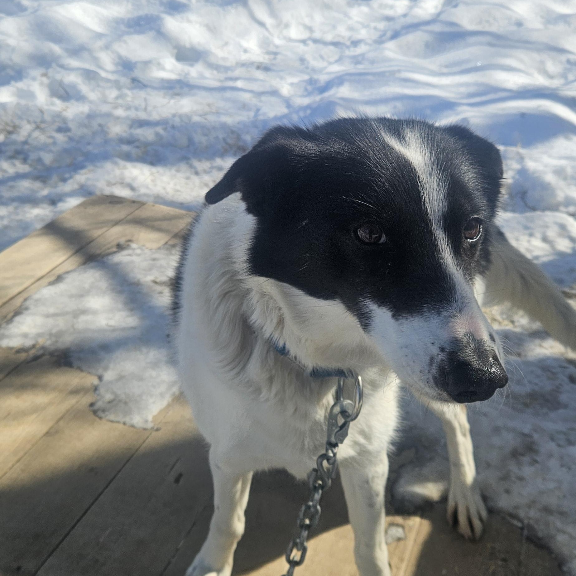 Enlarge Moo, a ADOPTABLE Husky in Jefferson, NH image 2/3
