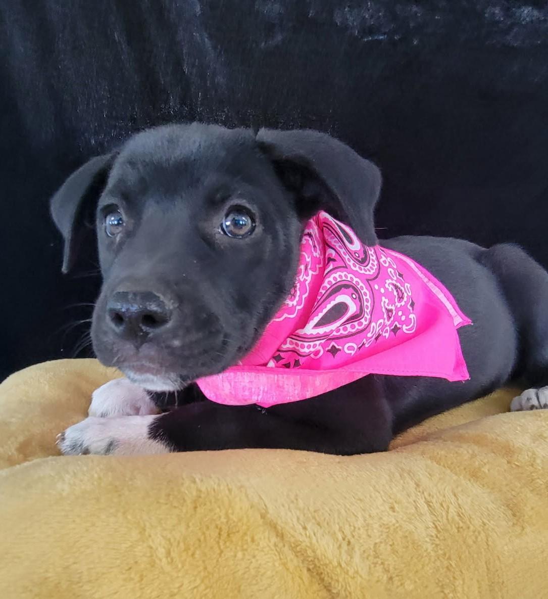 Quiggle, Adoptable, Young Female Labrador Retriever & Mixed Breed.
