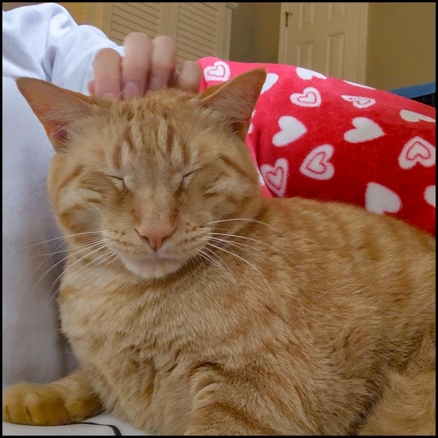 Enlarge Whiskey, a ADOPTABLE mixed breed in Roswell, GA image 2/4