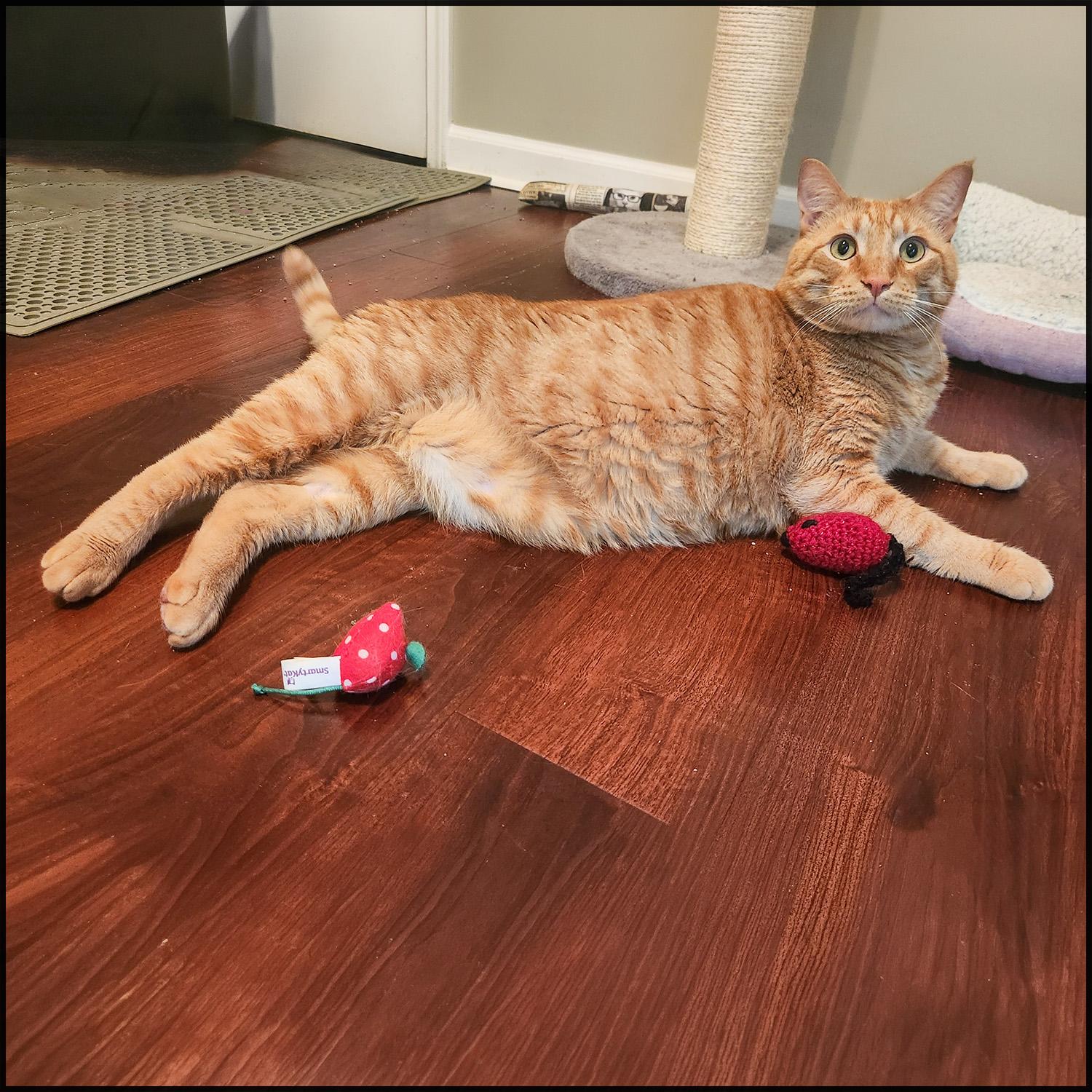 Whiskey, ADOPTABLE, Adult Male Domestic Short Hair & Tabby.