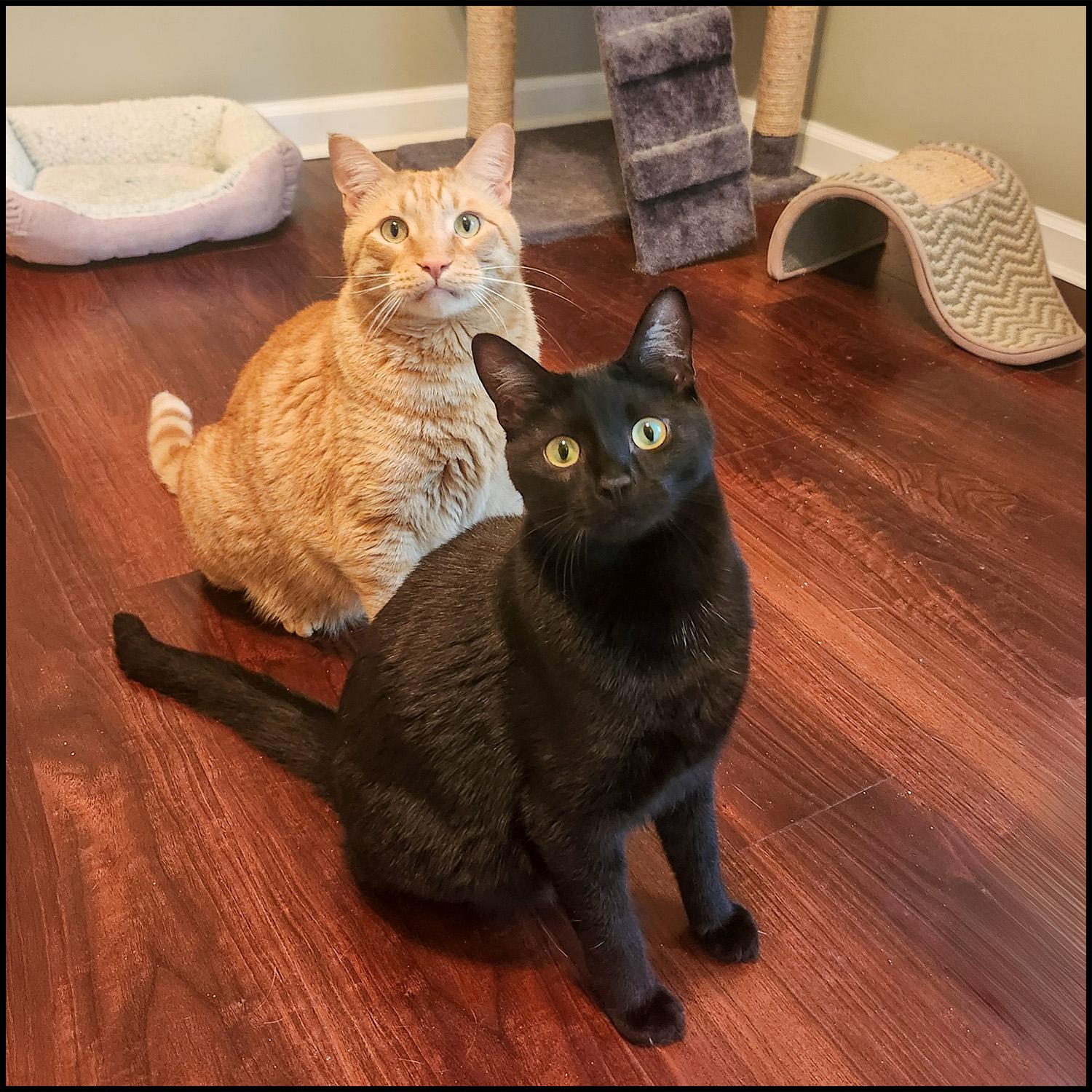 Enlarge Whiskey, a ADOPTABLE mixed breed in Roswell, GA image 3/4