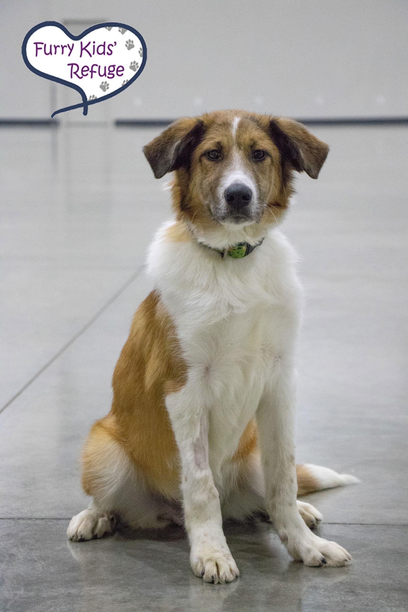 Enlarge Melvin, a Adopted mixed breed in Lee's Summit, MO image 1/3