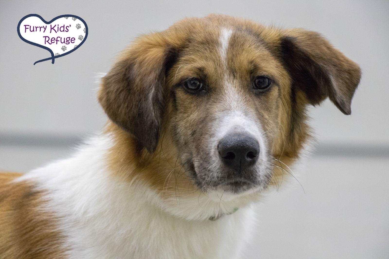 Enlarge Melvin, a Adopted mixed breed in Lee's Summit, MO image 2/3