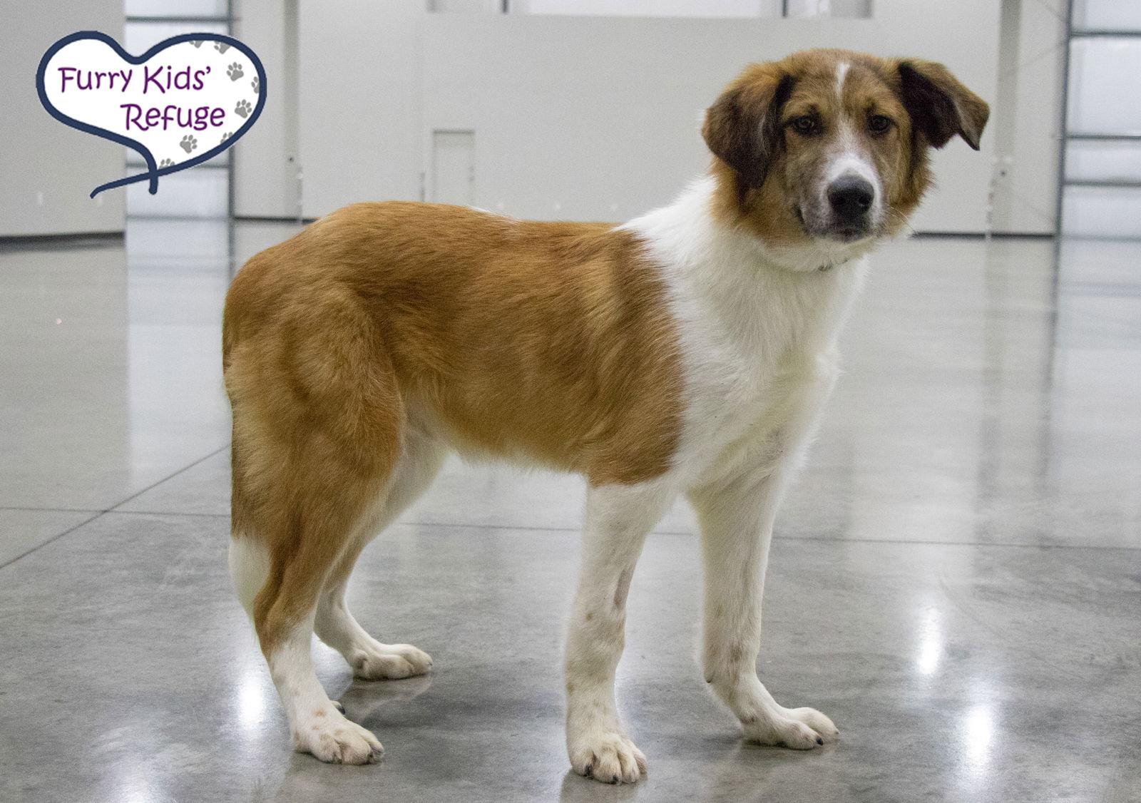 Enlarge Melvin, a Adopted mixed breed in Lee's Summit, MO image 3/3