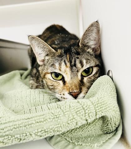 Enlarge Trixie, a Adoptable mixed breed in Savannah, GA image 1/2