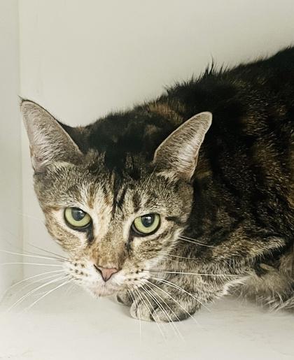 Enlarge Trixie, a Adoptable mixed breed in Savannah, GA image 2/2