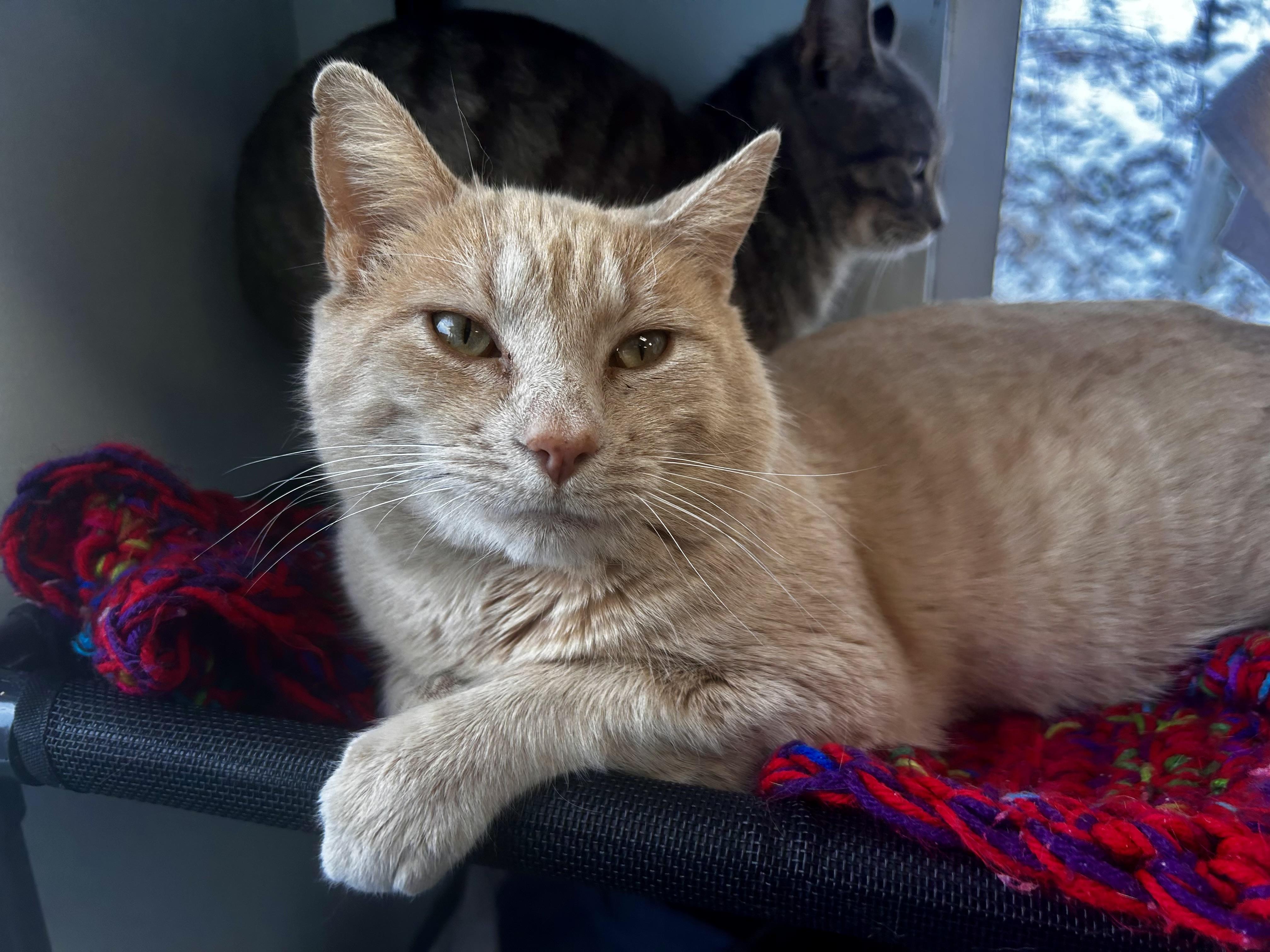 Parmesan, Adoptable, Young Male Tabby.