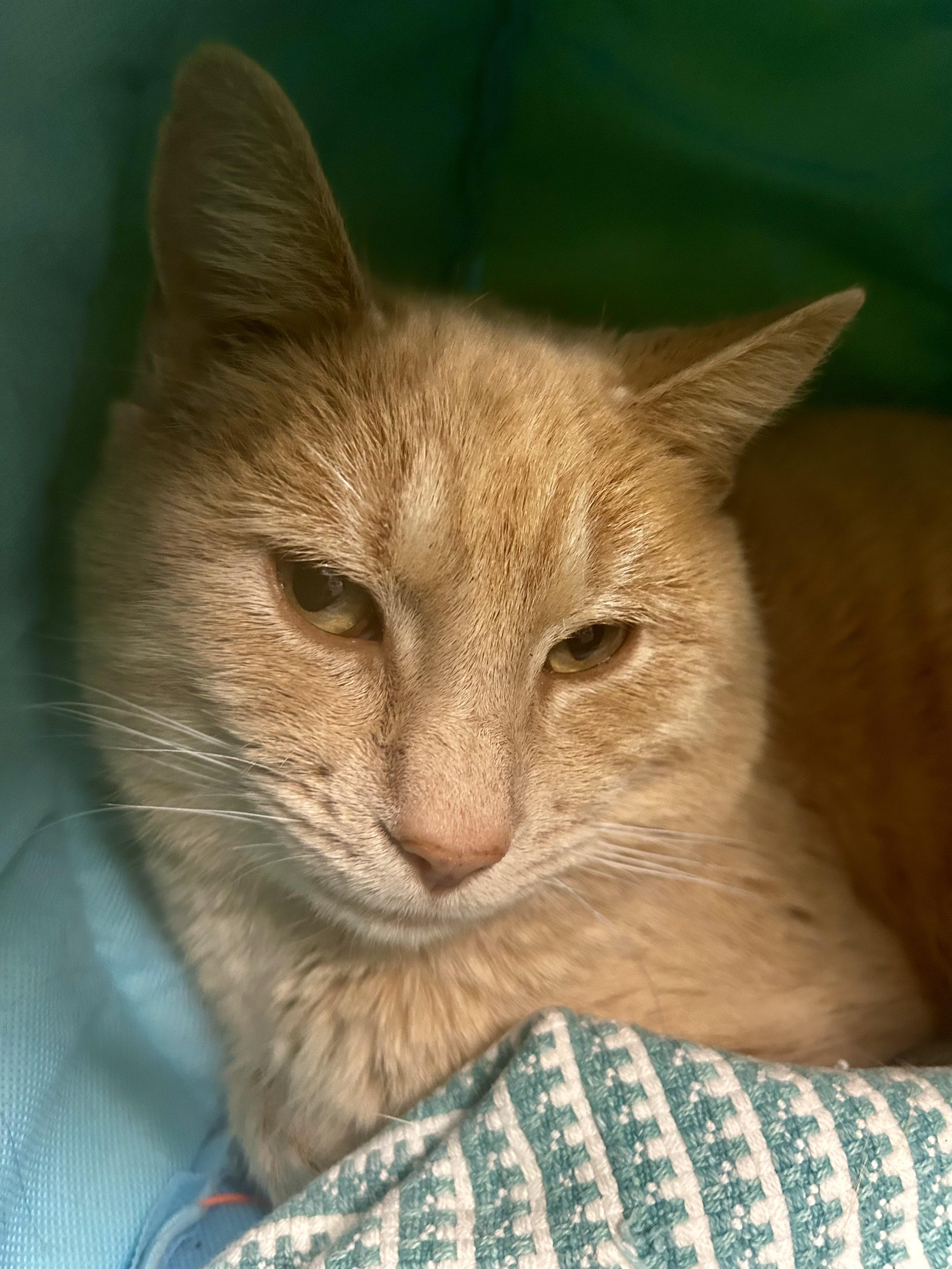 Enlarge Parmesan, a Adoptable Tabby in Grand Rapids, MI image 4/6