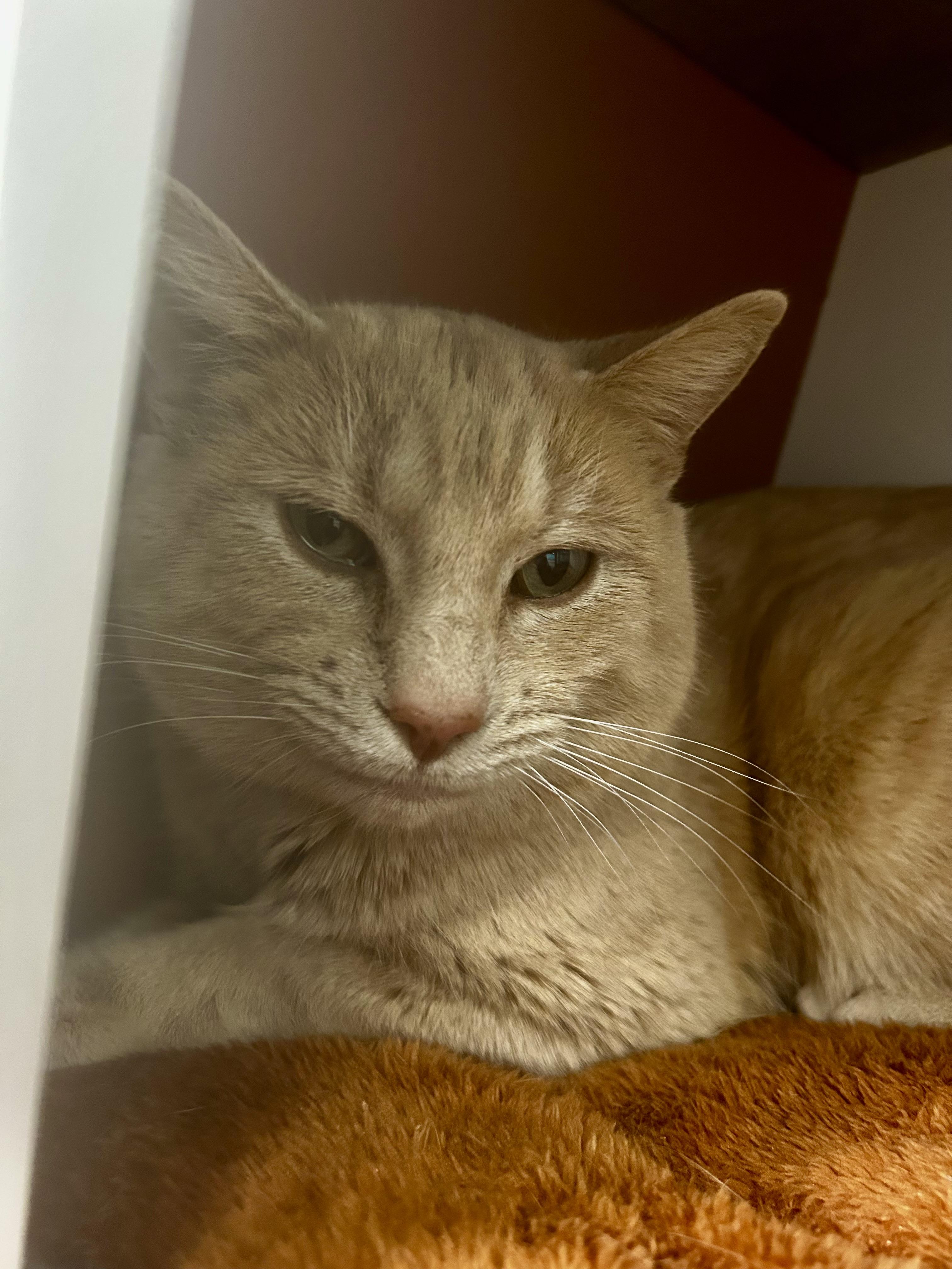 Enlarge Parmesan, a Adoptable Tabby in Grand Rapids, MI image 5/6