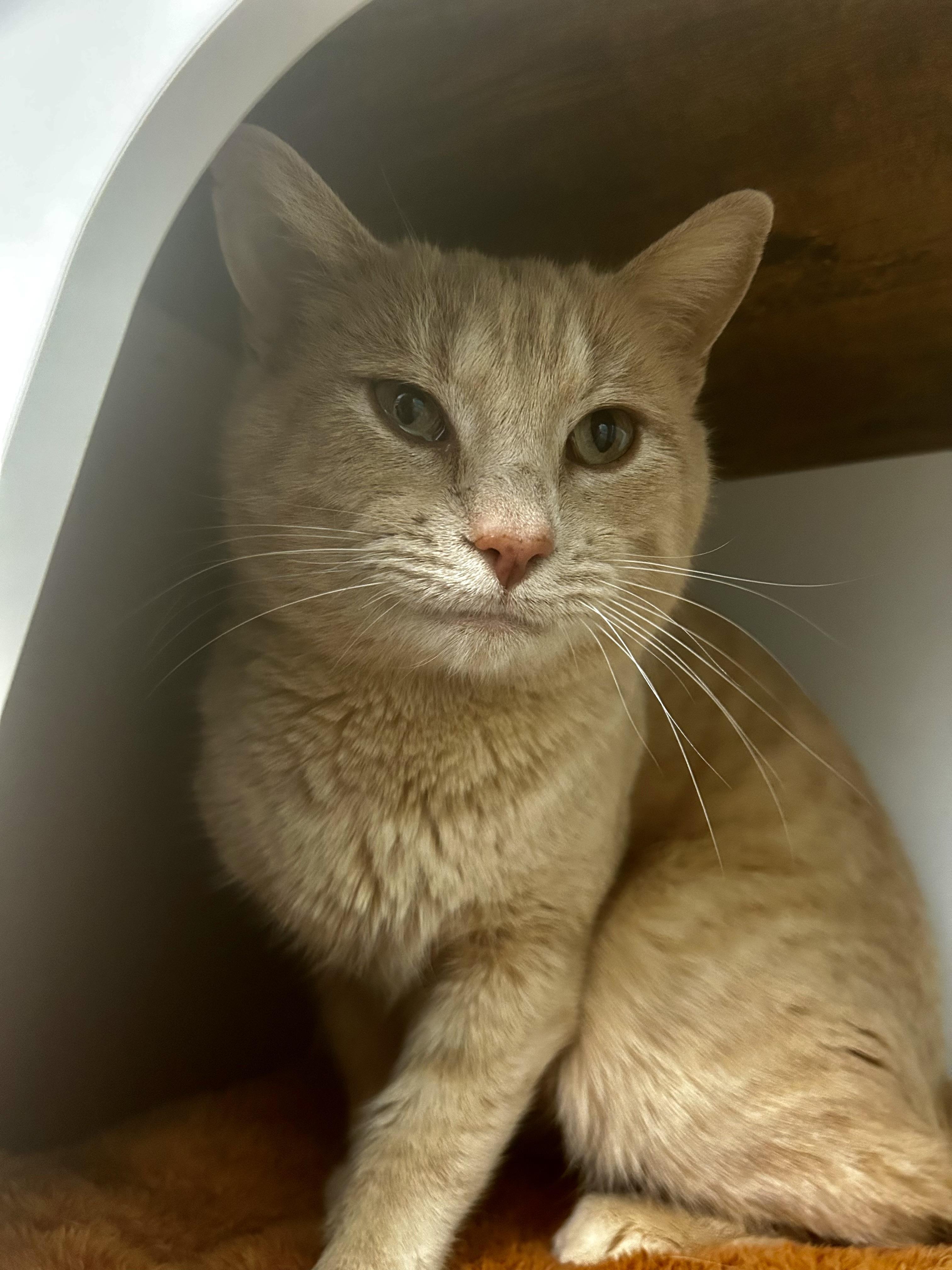 Enlarge Parmesan, a Adoptable Tabby in Grand Rapids, MI image 3/6