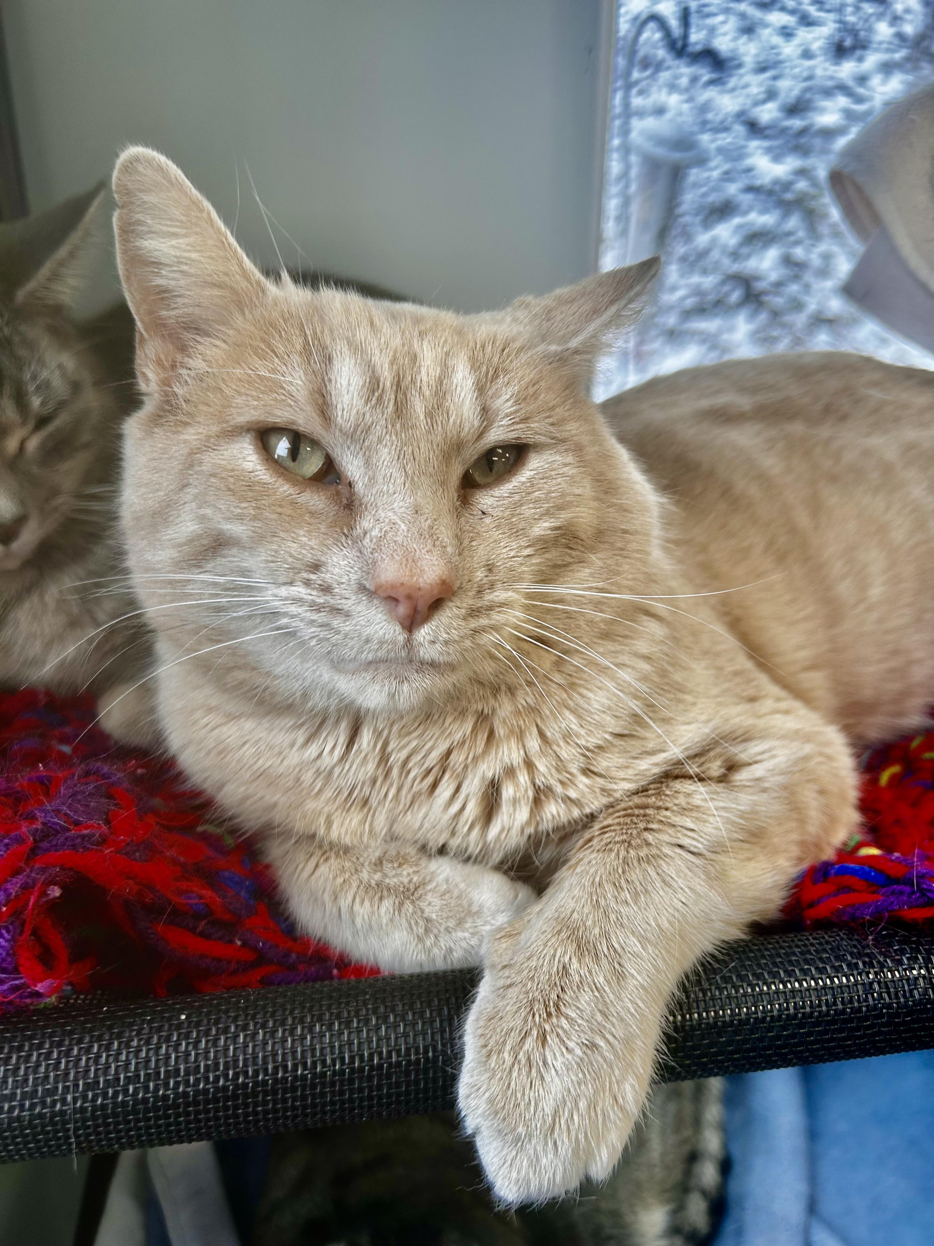 Enlarge Parmesan, a Adoptable Tabby in Grand Rapids, MI image 6/6