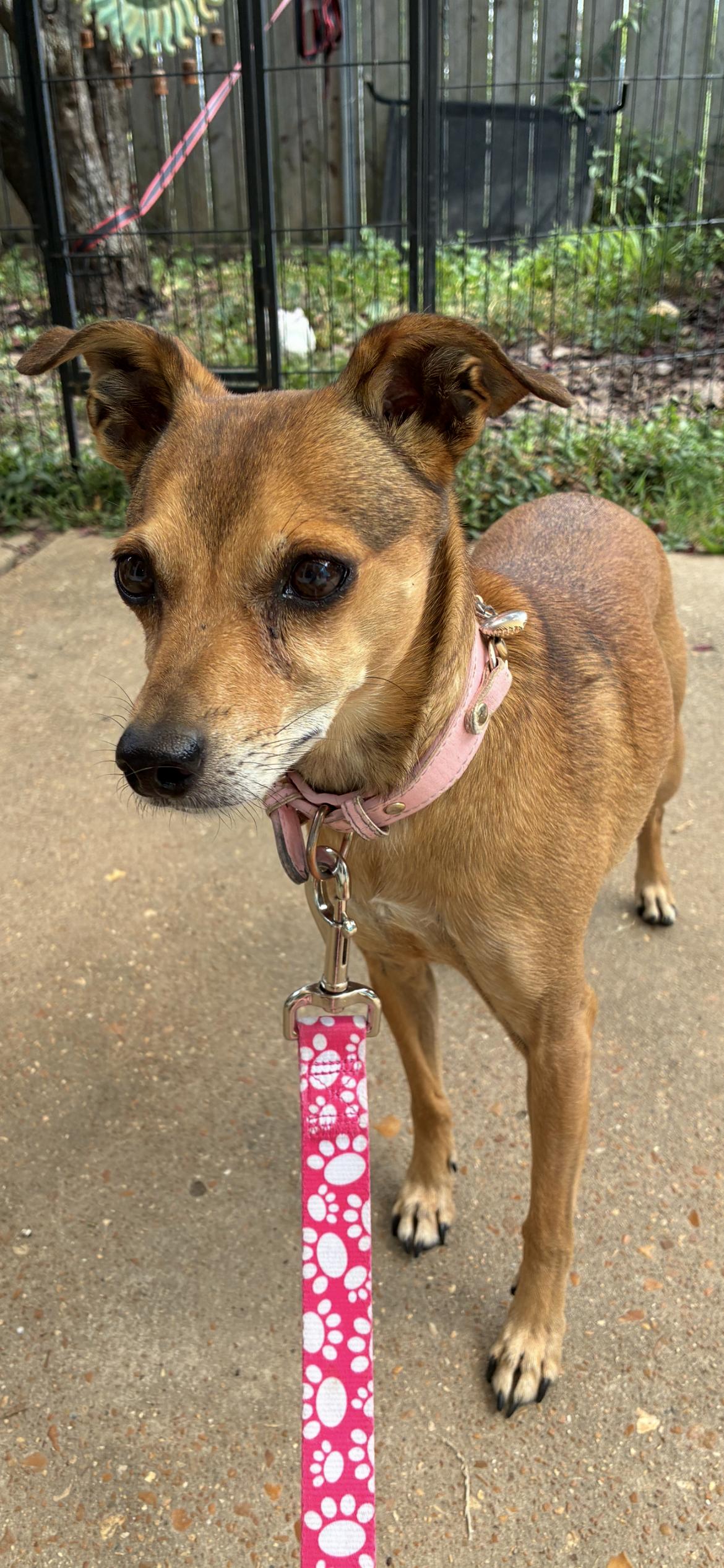 Enlarge Peanut, a ADOPTABLE Italian Greyhound in Saint Louis, MO image 2/4
