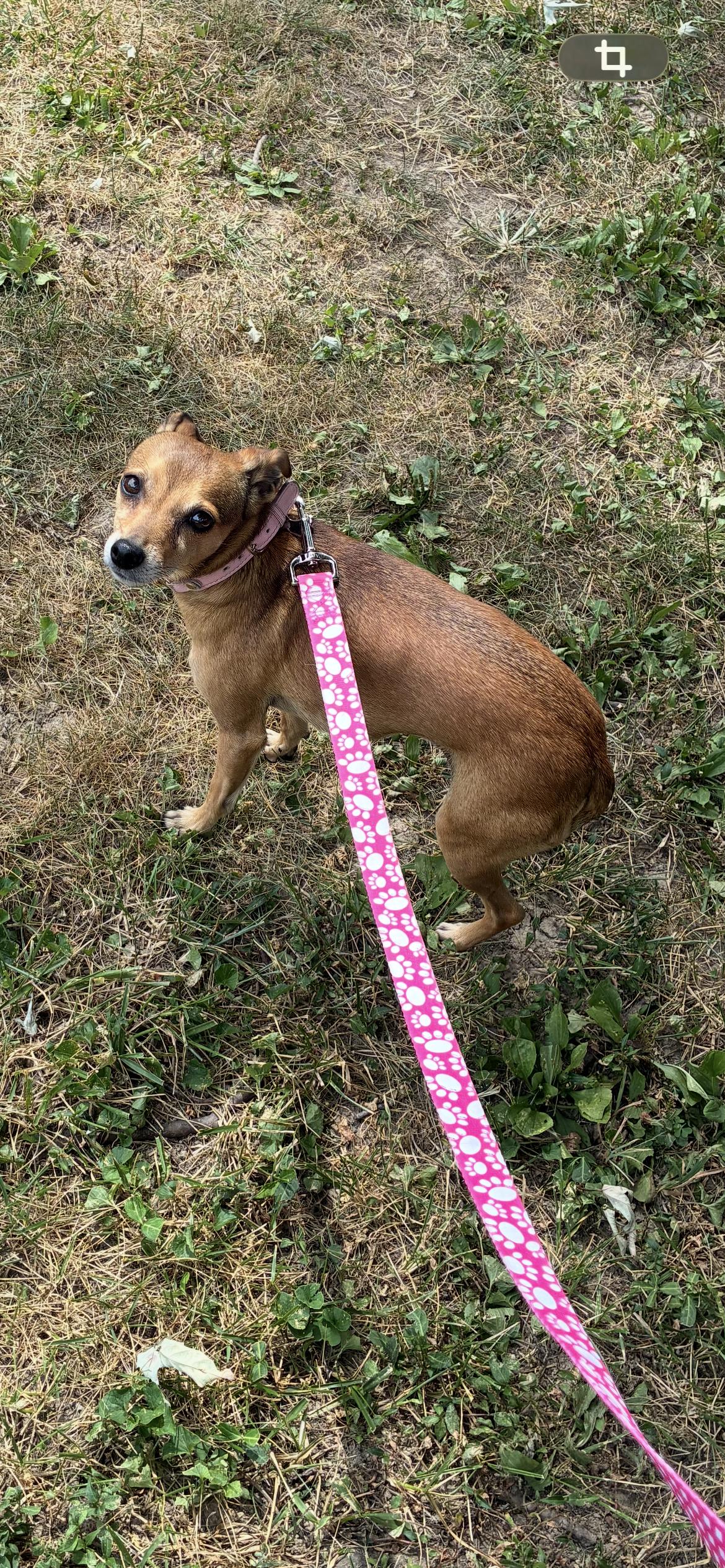 Peanut, ADOPTABLE, Senior Female Italian Greyhound.