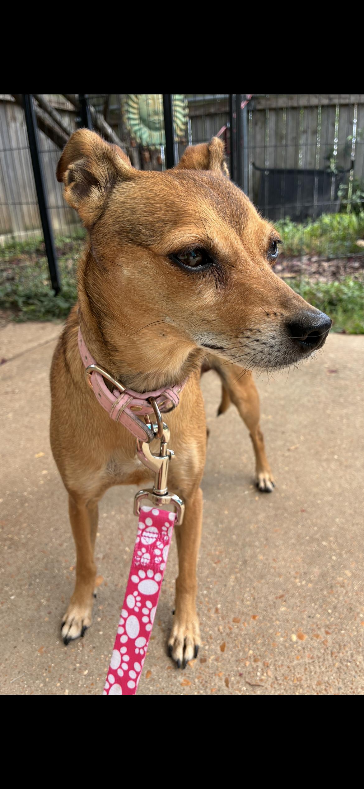 Enlarge Peanut, a ADOPTABLE Italian Greyhound in Saint Louis, MO image 3/4