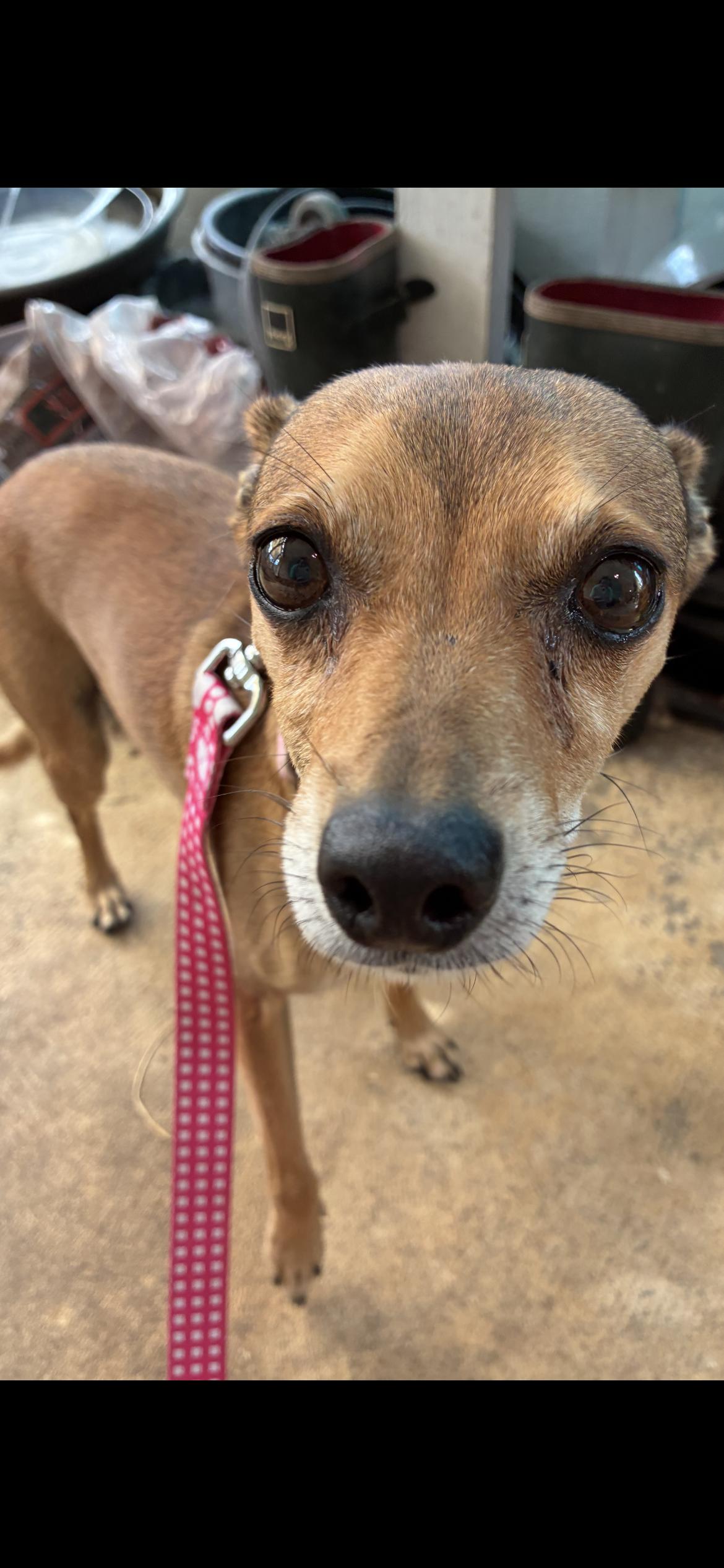Enlarge Peanut, a ADOPTABLE Italian Greyhound in Saint Louis, MO image 4/4