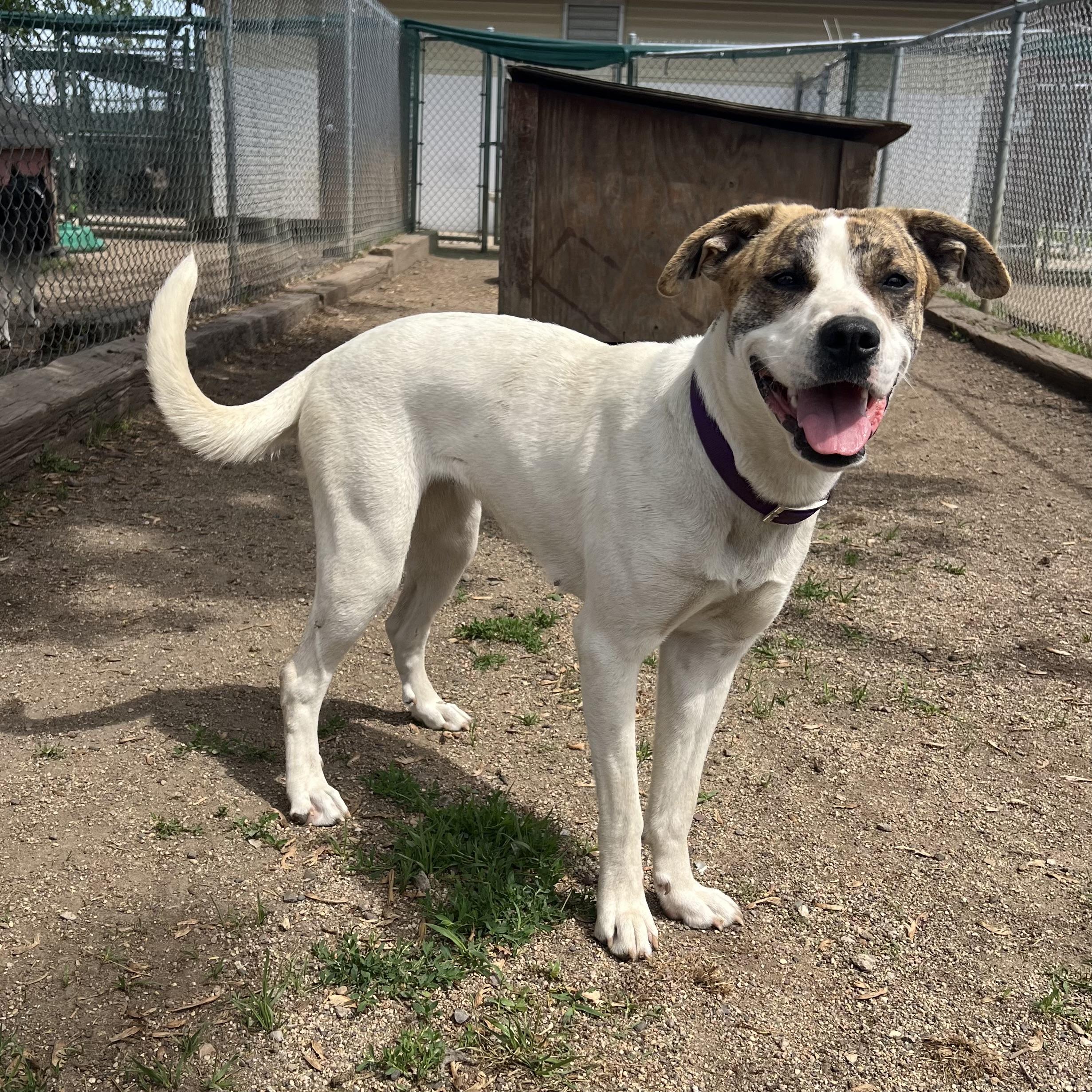 Enlarge Lola - NO FEE (Sponsored by Figueroas Construction), a ADOPTABLE mixed breed in Fairmont, MN image 6/6