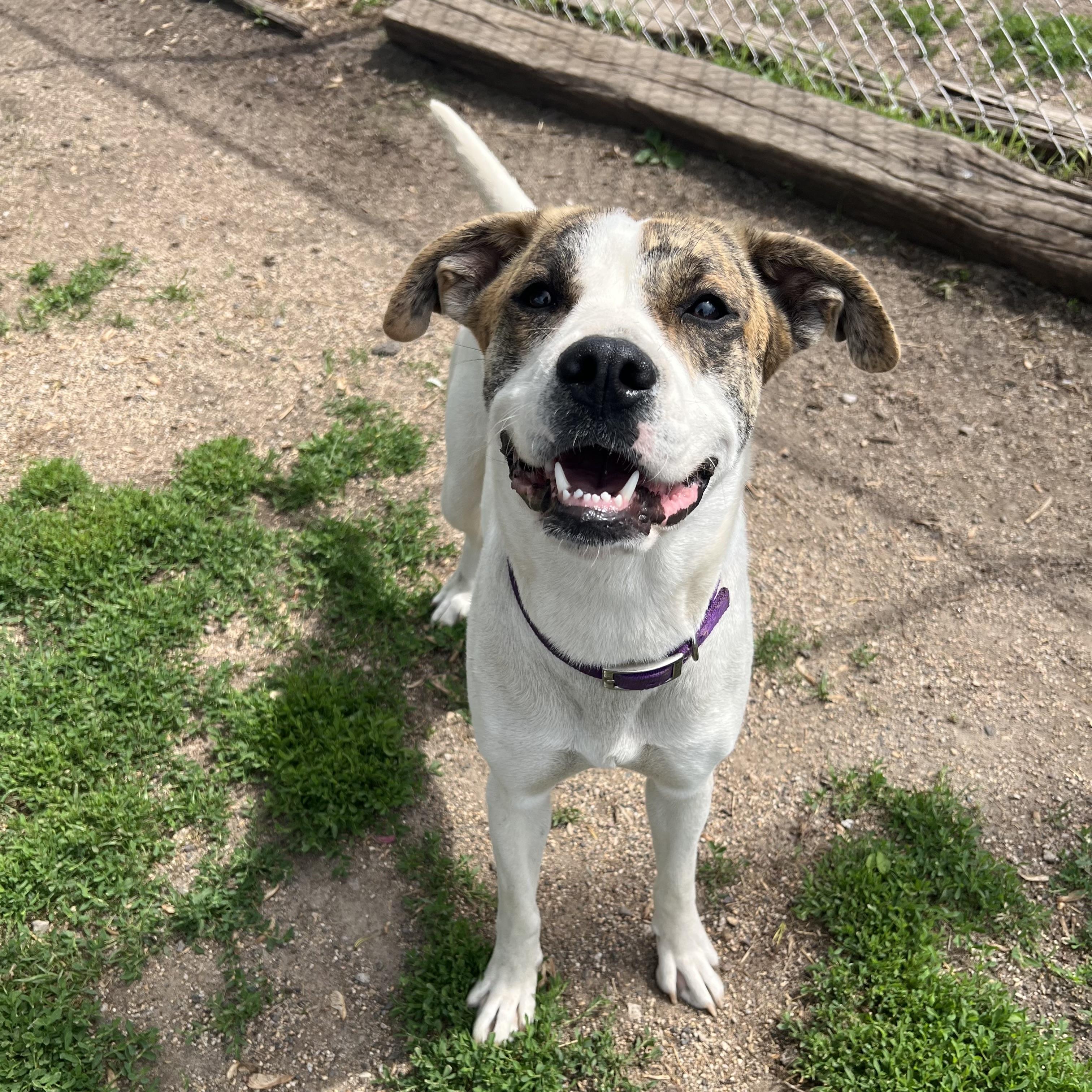Enlarge Lola - NO FEE (Sponsored by Figueroas Construction), a ADOPTABLE mixed breed in Fairmont, MN image 5/6