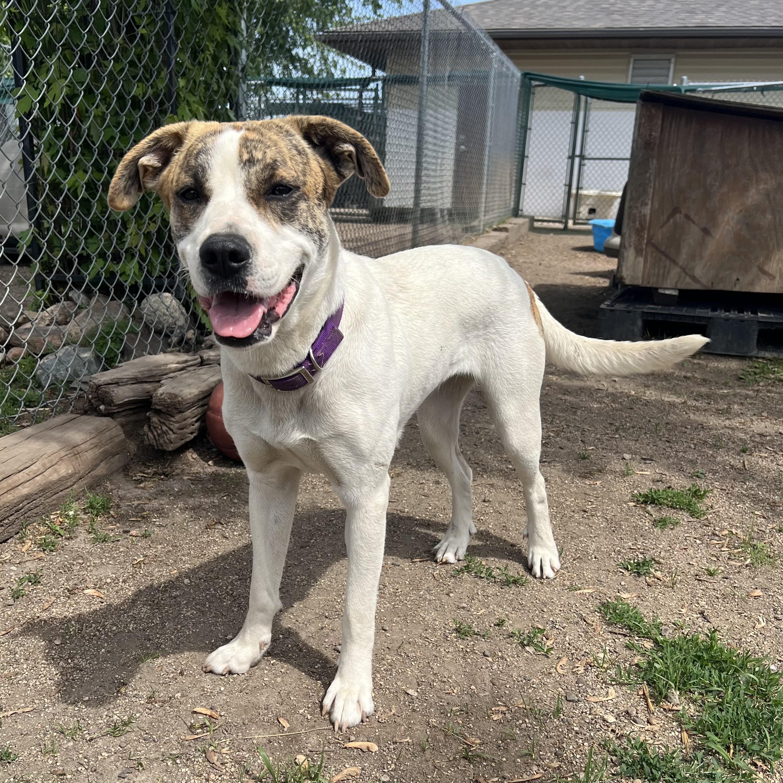 Enlarge Lola - NO FEE (Sponsored by Figueroas Construction), a ADOPTABLE mixed breed in Fairmont, MN image 4/6