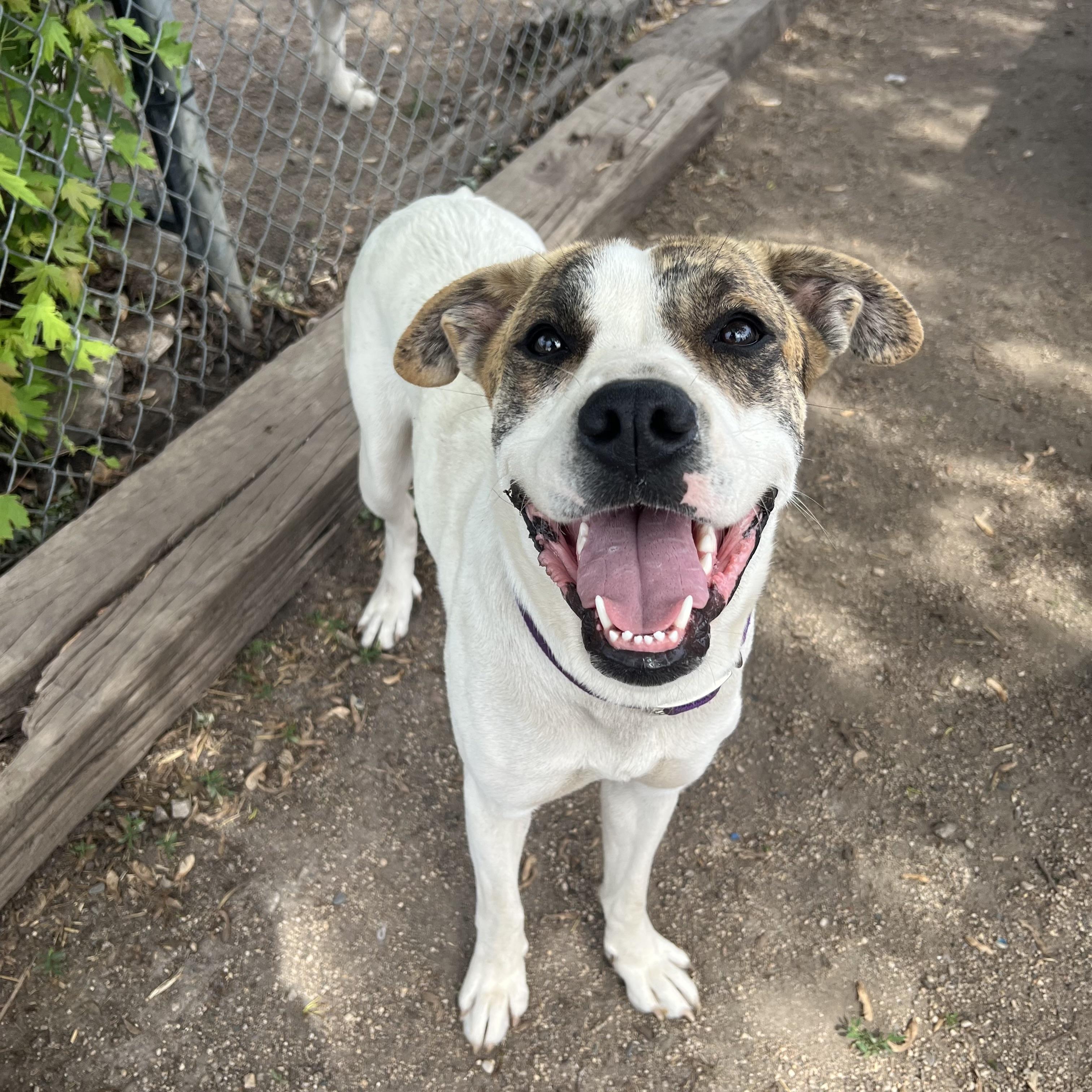 Lola - NO FEE (Sponsored by Figueroas Construction), ADOPTABLE, Young Female Great Pyrenees.