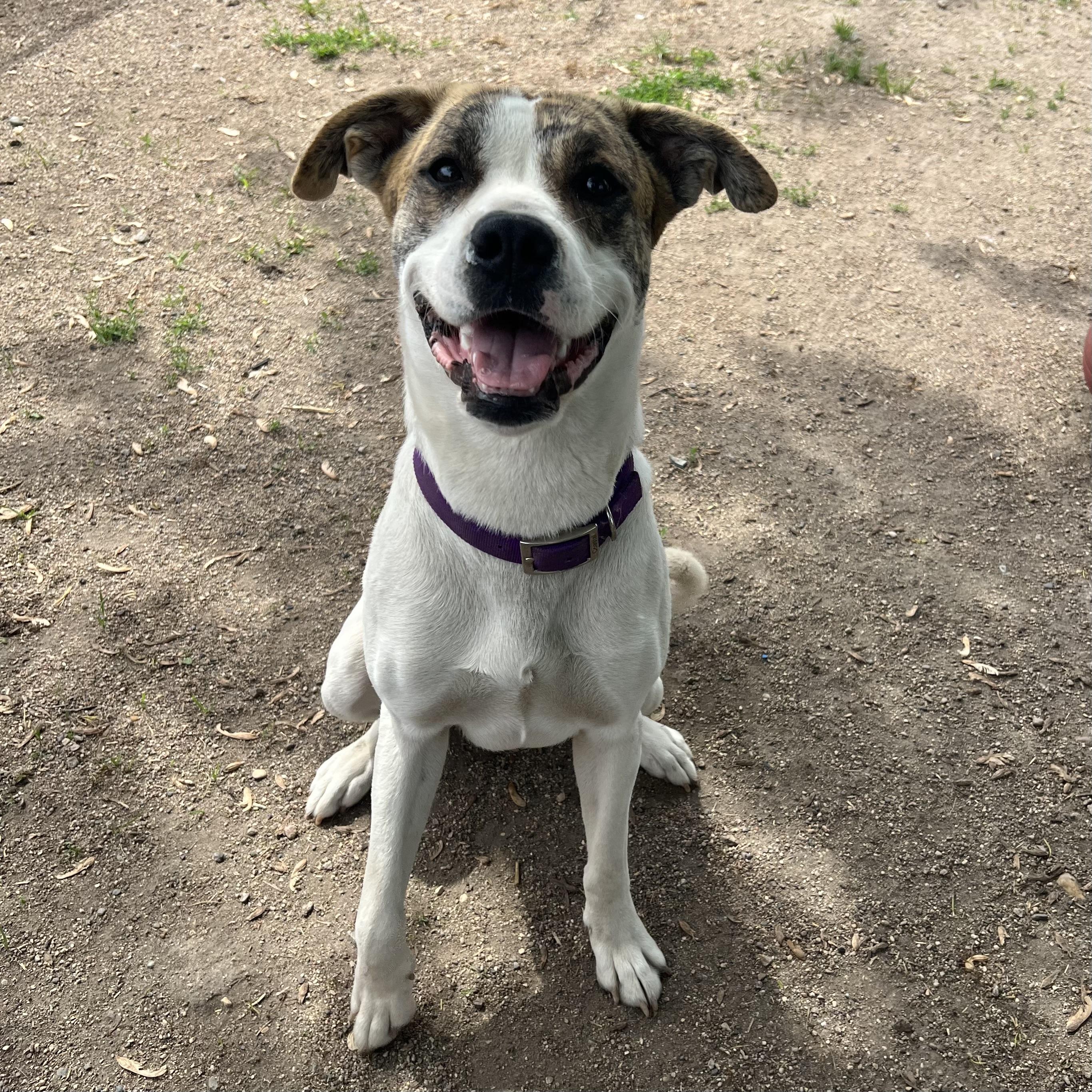Enlarge Lola - NO FEE (Sponsored by Figueroas Construction), a ADOPTABLE mixed breed in Fairmont, MN image 2/6