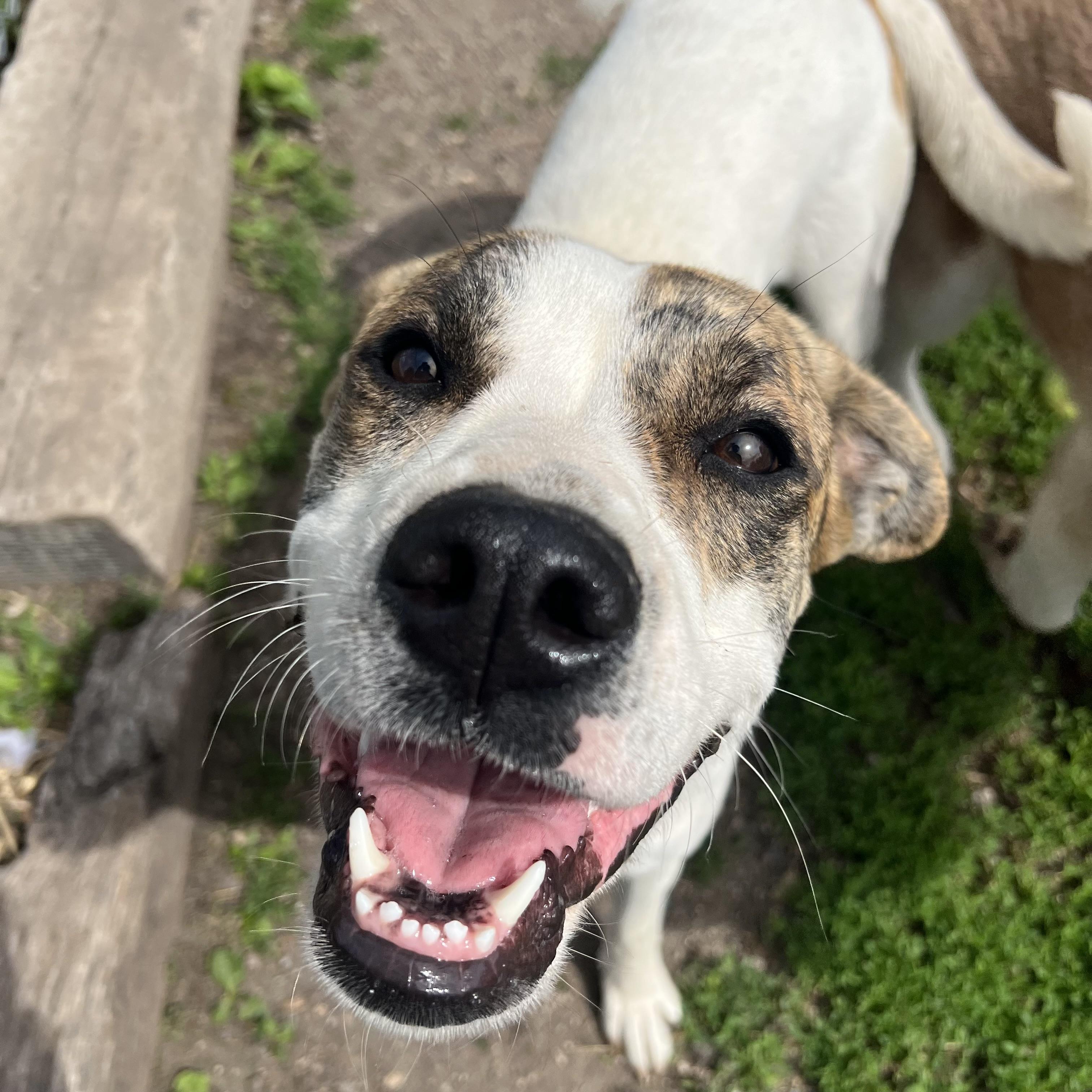 Enlarge Lola - NO FEE (Sponsored by Figueroas Construction), a ADOPTABLE mixed breed in Fairmont, MN image 3/6