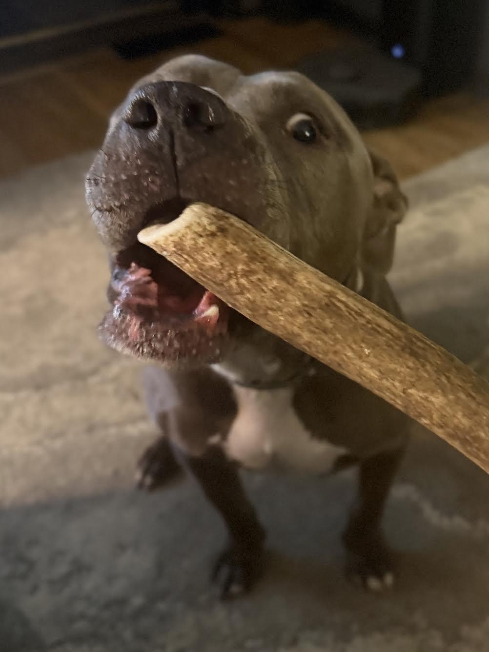 Trey, a ADOPTABLE mixed breed in Huntsville, AL image 5/5