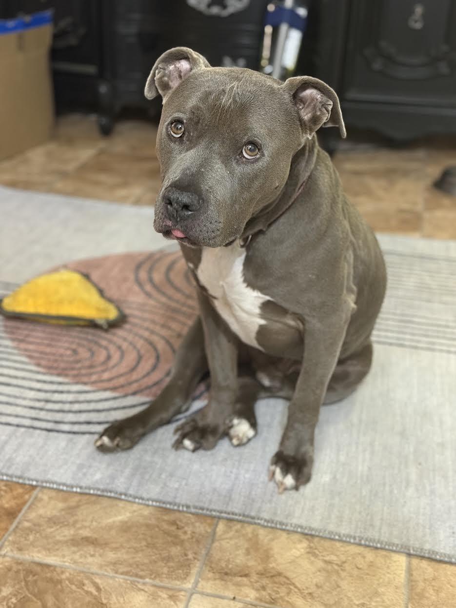 Trey, a ADOPTABLE mixed breed in Huntsville, AL image 1/5