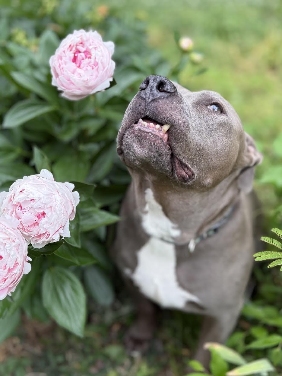 Trey, a ADOPTABLE mixed breed in Huntsville, AL image 4/5