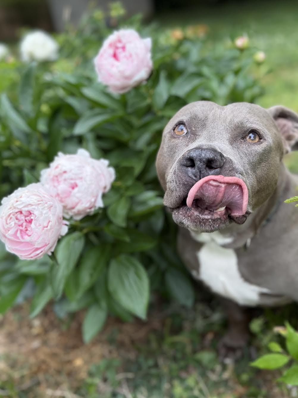 Trey, a ADOPTABLE mixed breed in Huntsville, AL image 2/5