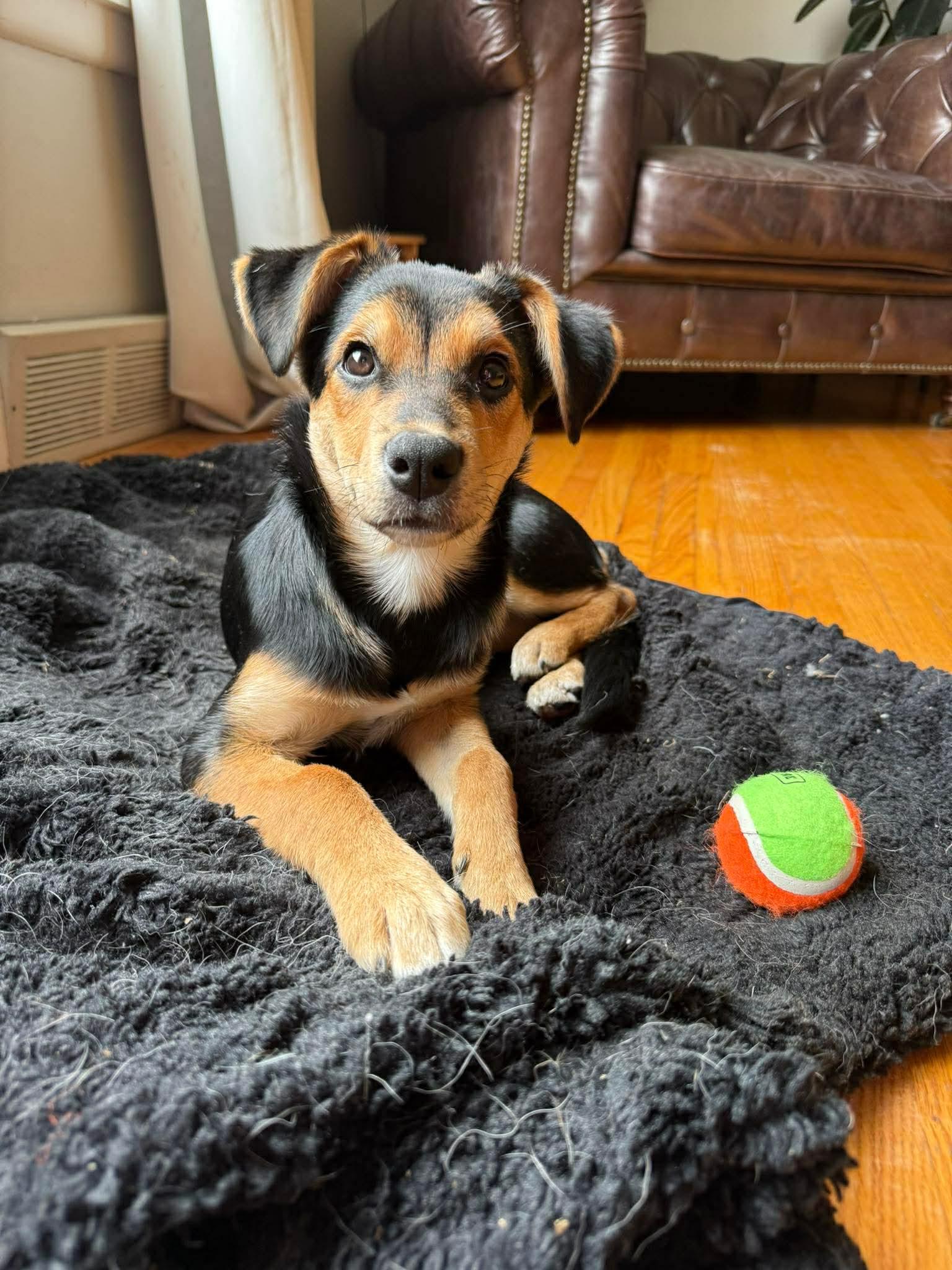 Eleanore (Ellie), an adopted mixed breed in Winnipeg, MB image 1/5