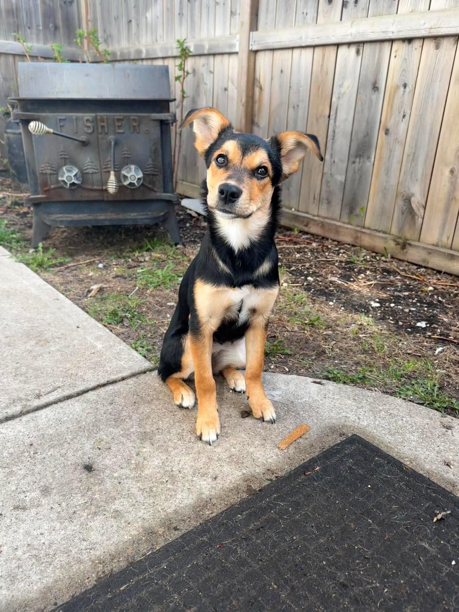 Eleanore (Ellie), an adopted mixed breed in Winnipeg, MB image 2/5