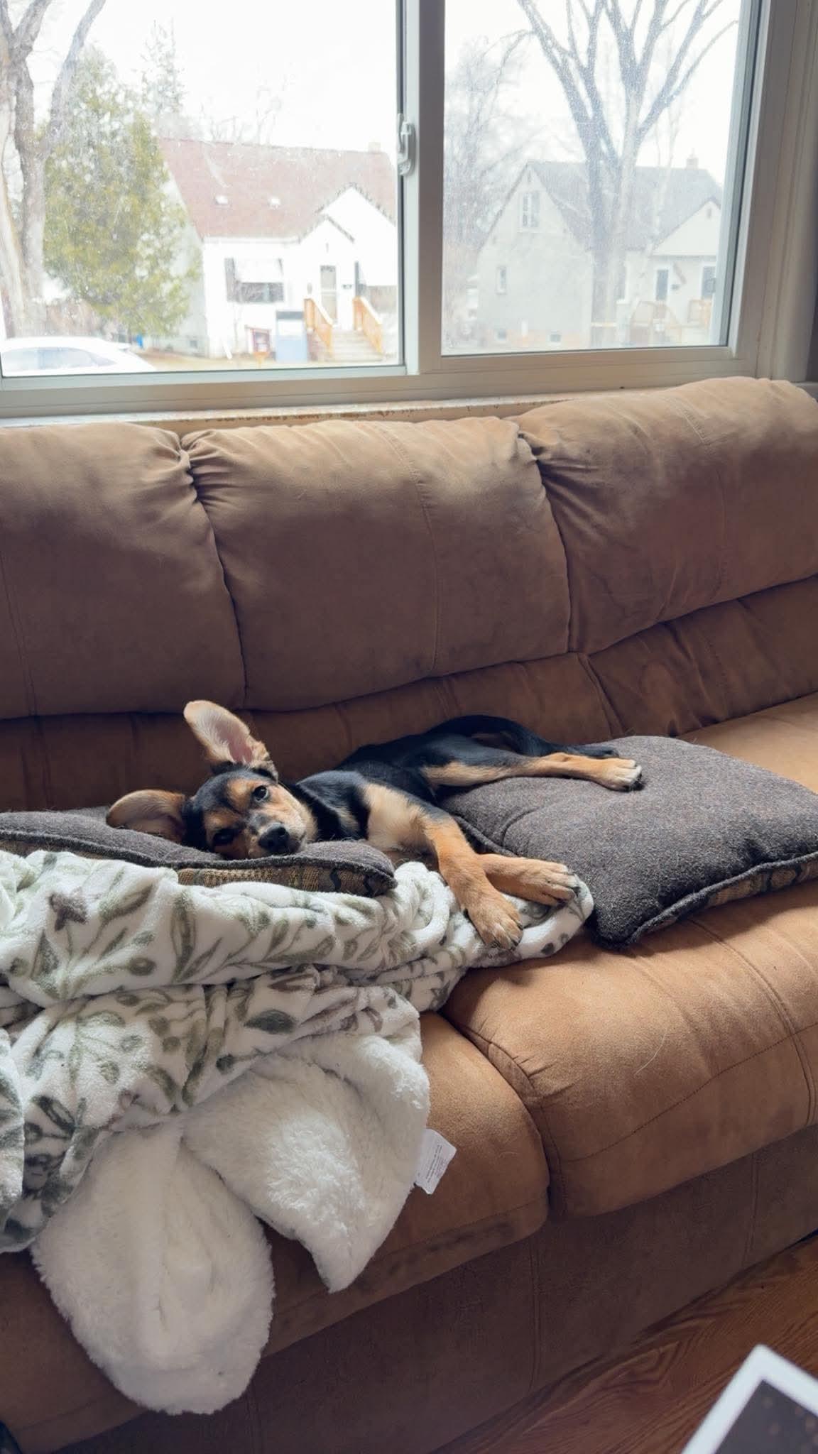 Eleanore (Ellie), an adopted mixed breed in Winnipeg, MB image 4/5