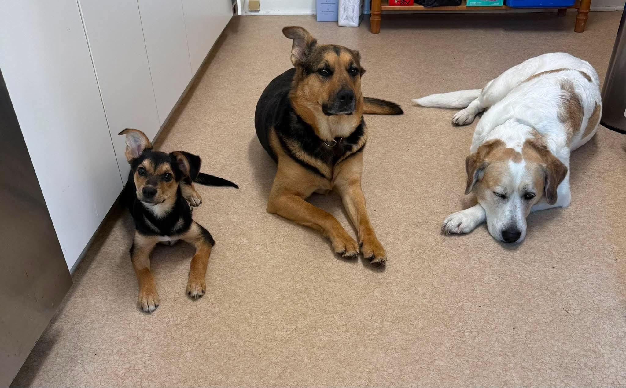 Eleanore (Ellie), an adopted mixed breed in Winnipeg, MB image 5/5
