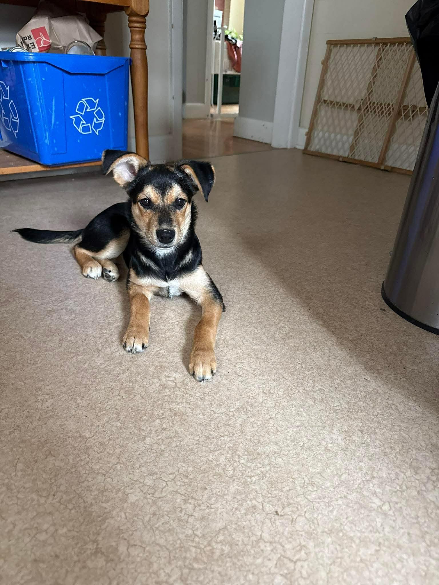 Eleanore (Ellie), an adopted mixed breed in Winnipeg, MB image 3/5