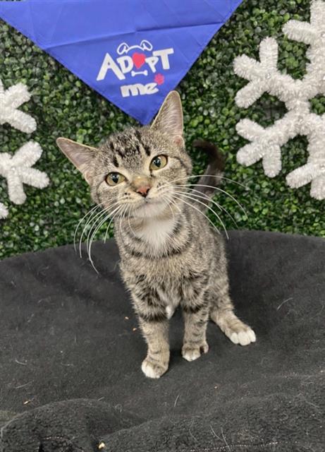 Enlarge CLOVER, a Adoptable Domestic Short Hair in Saskatoon, SK image 1/1