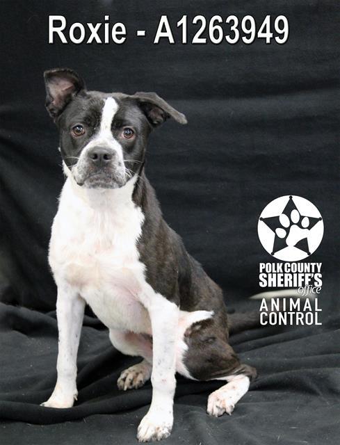ROXIE, Adoptable, Young Female American Bulldog & Mixed Breed.