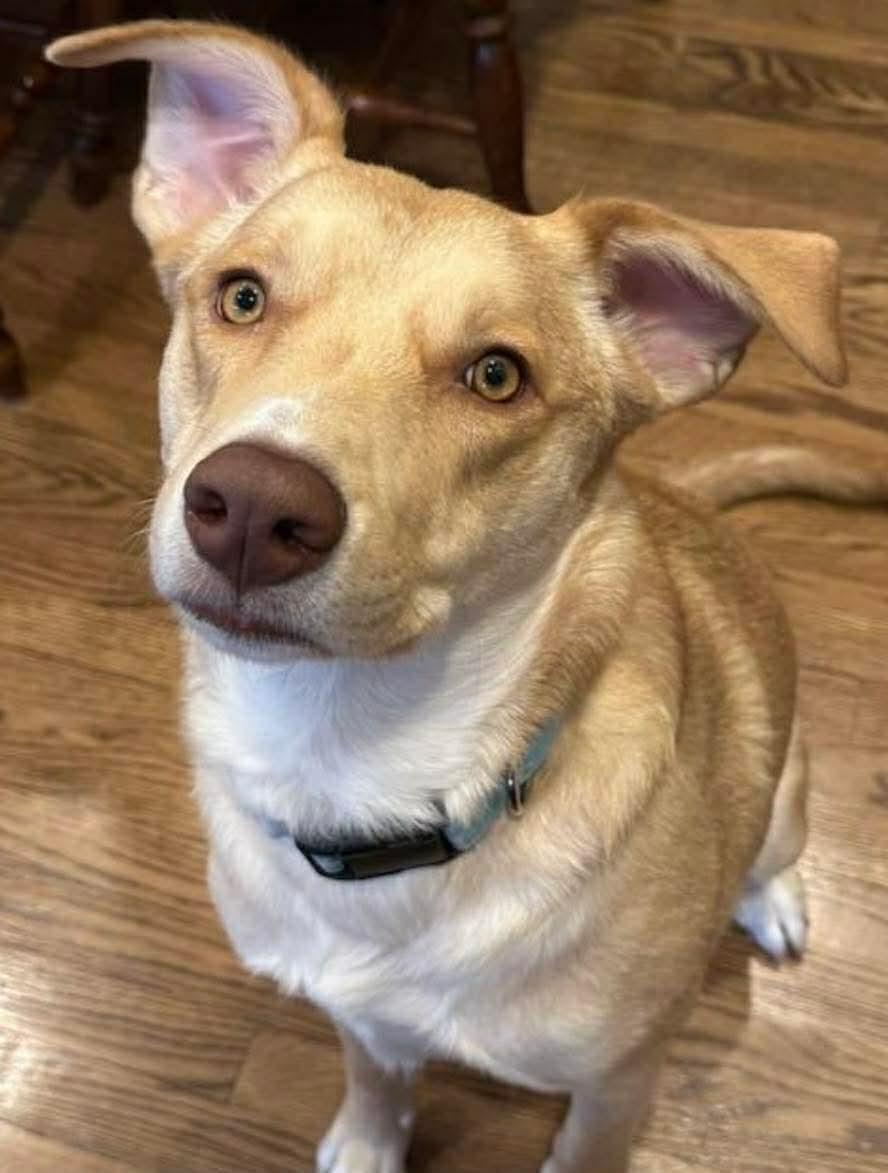 Enlarge Junie (Foster or Adopter Needed!), a Adoptable mixed breed in Westwood, NJ image 4/4