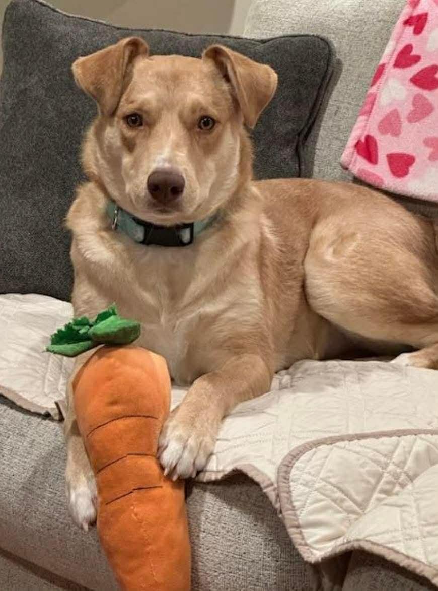Enlarge Junie (Foster or Adopter Needed!), a Adoptable mixed breed in Westwood, NJ image 1/4