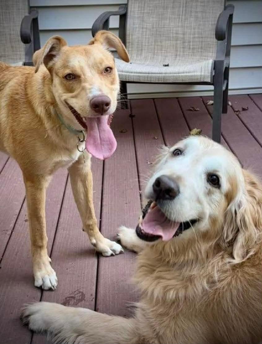 Enlarge Junie (Foster or Adopter Needed!), a Adoptable mixed breed in Westwood, NJ image 2/4