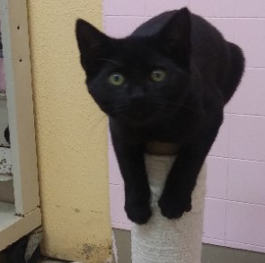 Harley, an adoptable Domestic Short Hair in Libby, MT, 59923 | Photo Image 1
