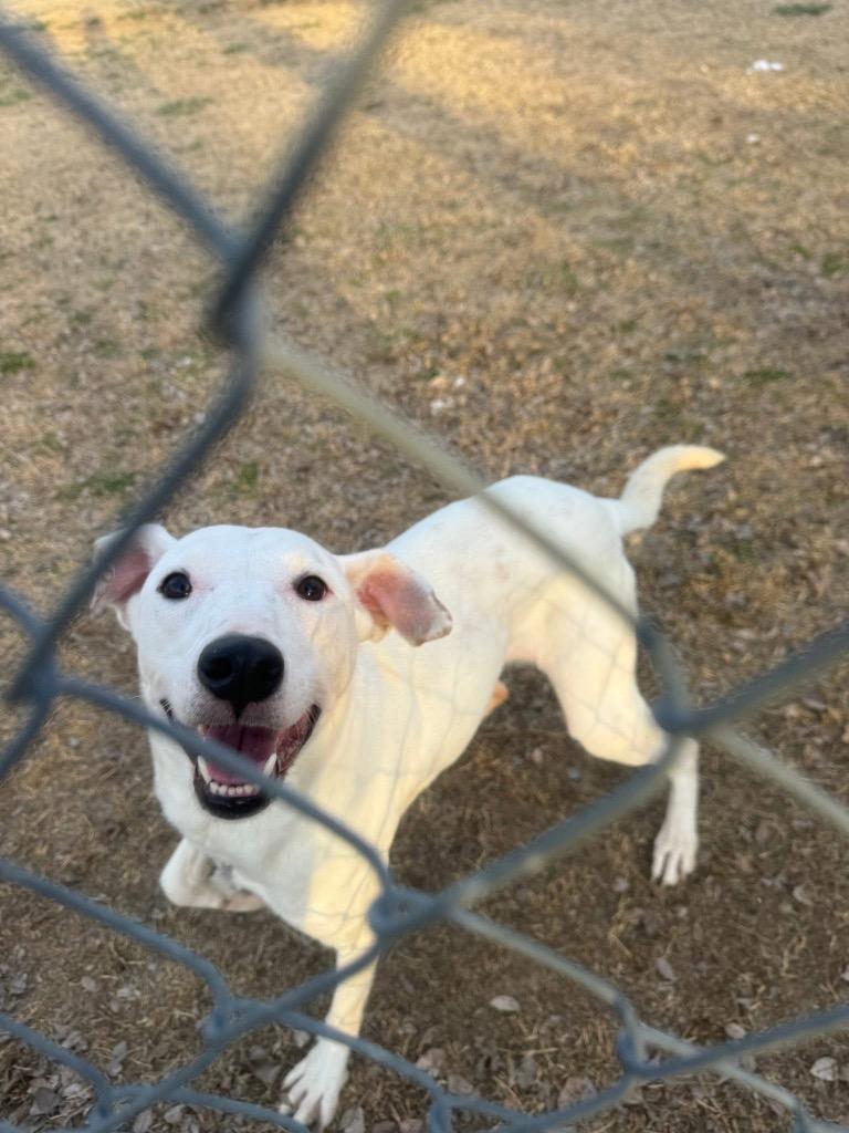 Pebbles, Adoptable, Adult Female Labrador Retriever.