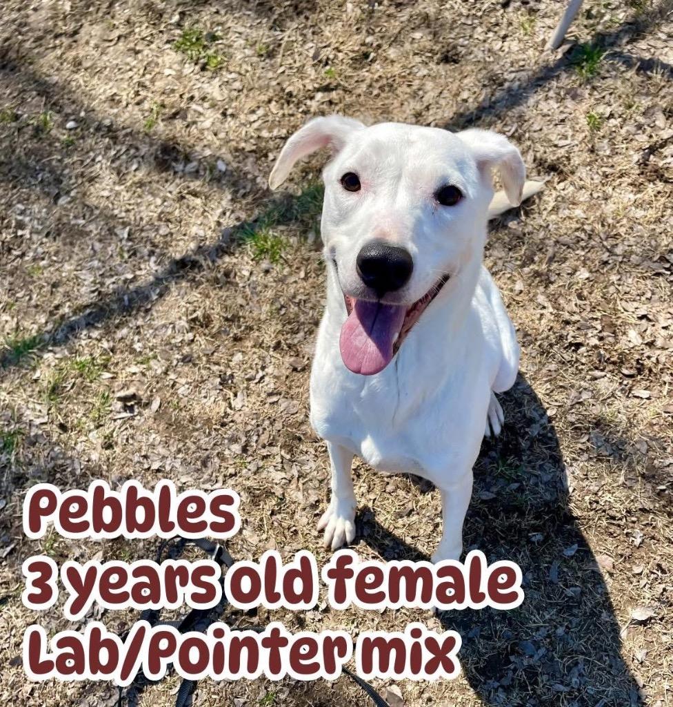 Enlarge Pebbles, a Adoptable Labrador Retriever in Ada, OK image 2/6