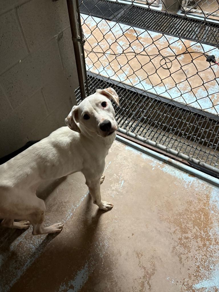 Enlarge Pebbles, a Adoptable Labrador Retriever in Ada, OK image 2/3