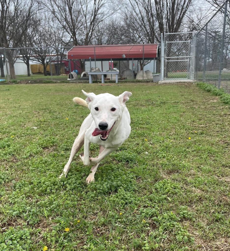 Enlarge Pebbles, a Adoptable Labrador Retriever in Ada, OK image 3/6