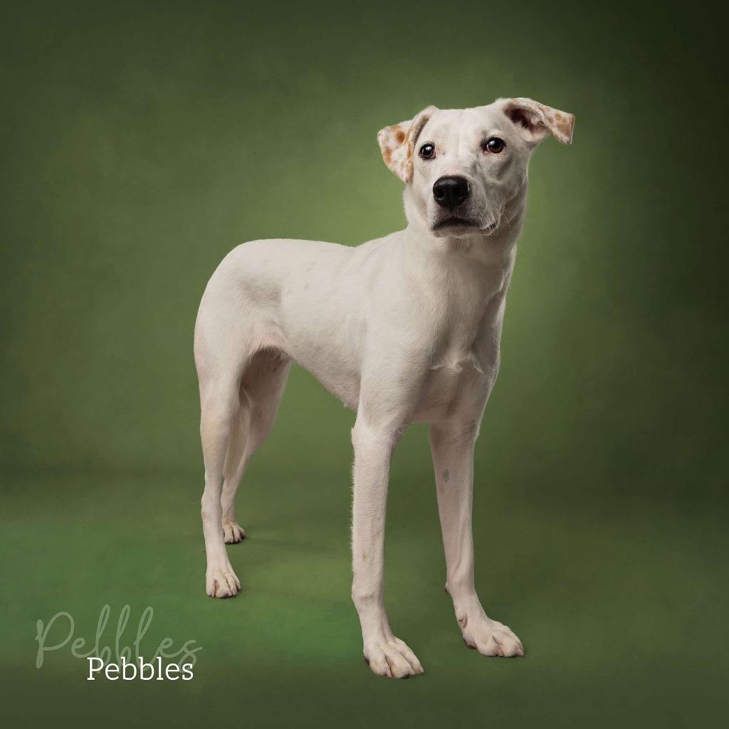Enlarge Pebbles, a Adoptable mixed breed in Ada, OK image 4/6
